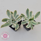 Graptoveria Fred Ives Variegata (White Variegation)
