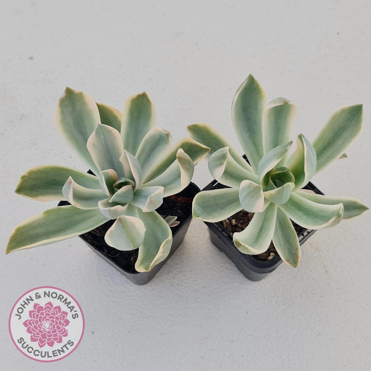 Graptoveria Fred Ives Variegata (White Variegation)