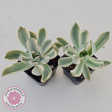 Load image into Gallery viewer, Graptoveria Fred Ives Variegata - John &amp; Norma&#39;s Succulents
