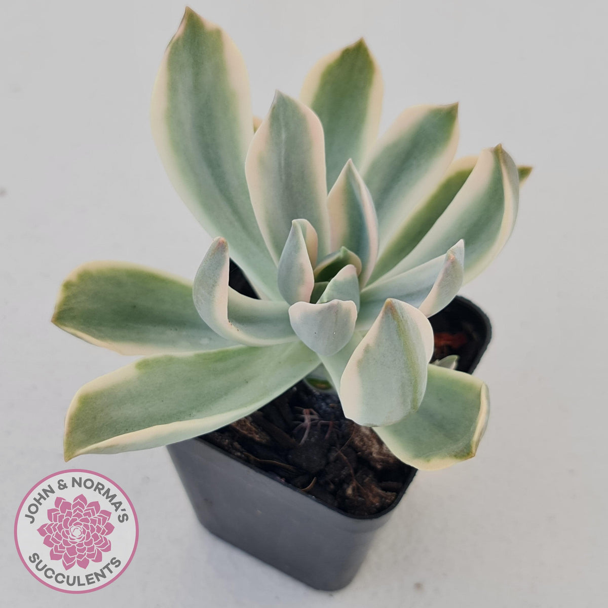 Graptoveria Fred Ives Variegata (White Variegation)