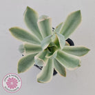 Graptoveria Fred Ives Variegata (White Variegation)