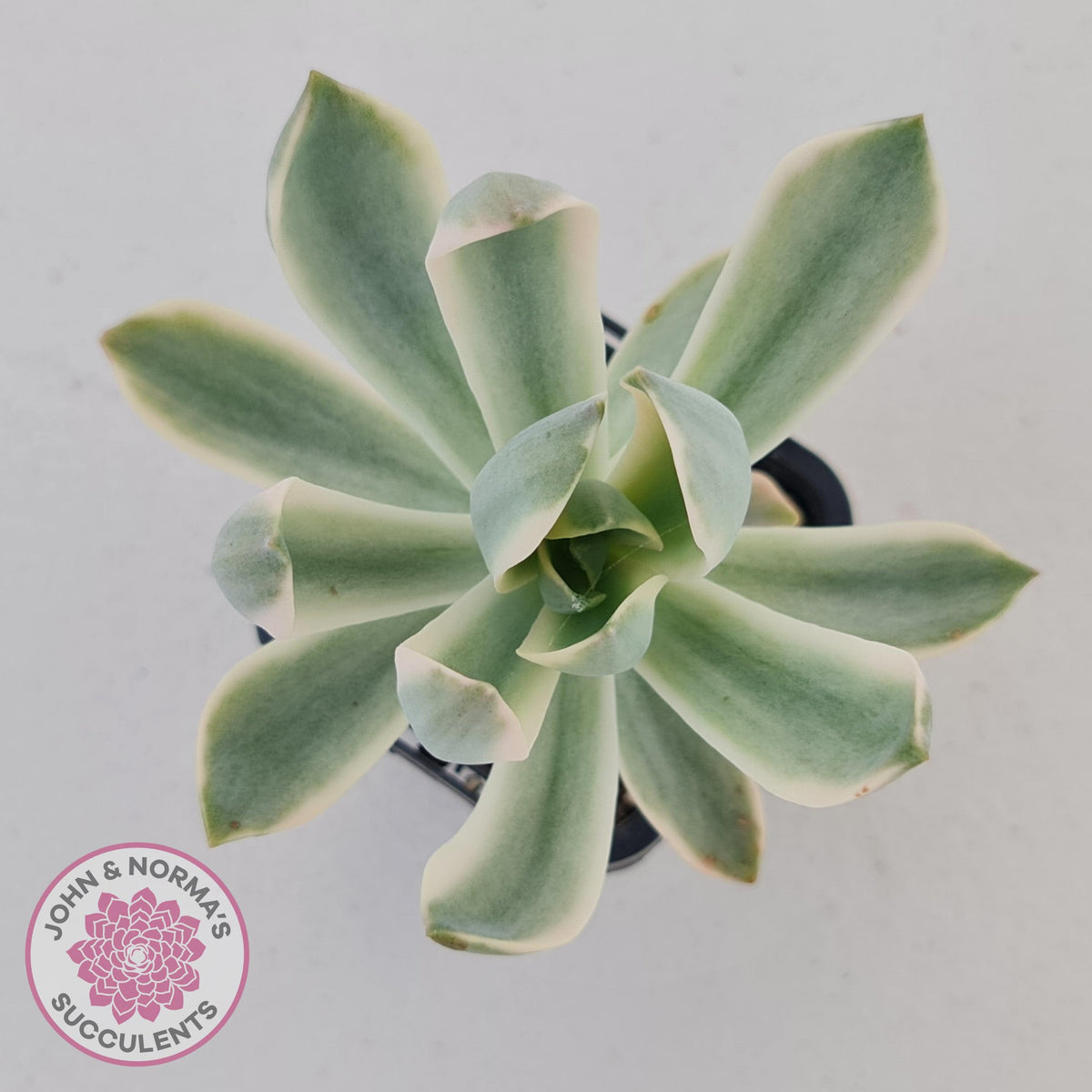 Graptoveria Fred Ives Variegata (White Variegation)
