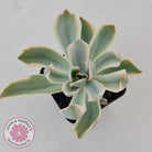 Graptoveria Fred Ives Variegata (White Variegation)