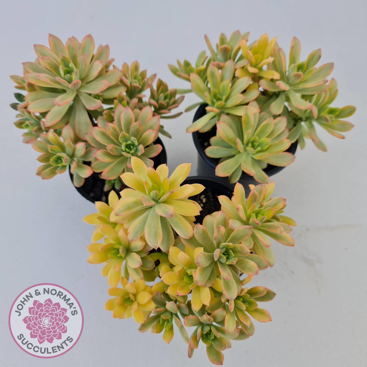 Echeveria Mini Bell Albo Variegata (Ricky Cho) - 100mm XL