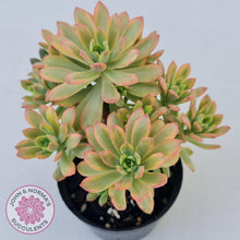 Load image into Gallery viewer, Echeveria Mini Bell Albo Variegata (Ricky Cho) - 100mm XL - John &amp; Norma&#39;s Succulents
