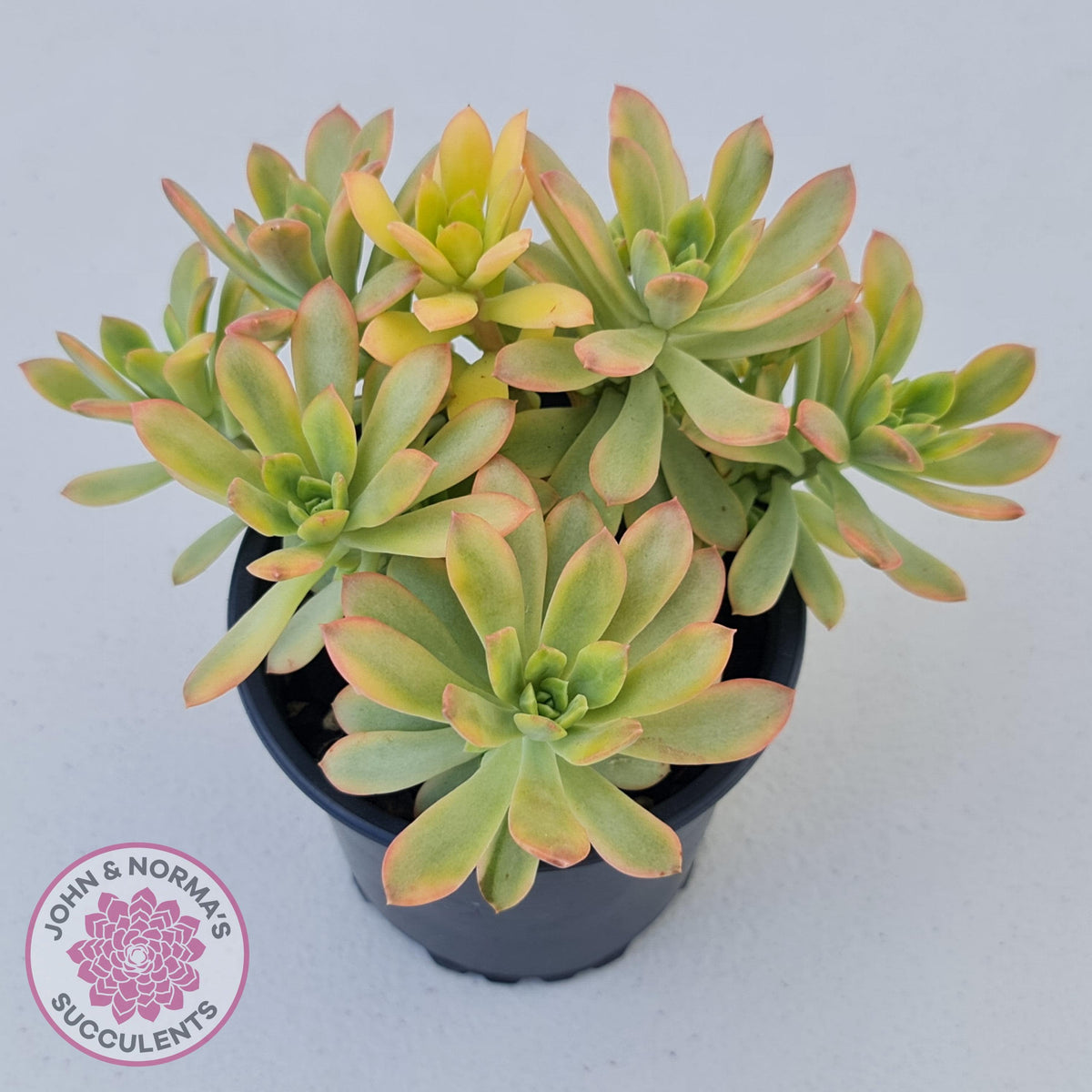 Echeveria Mini Bell Albo Variegata (Ricky Cho) - 100mm XL
