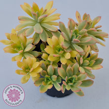 Load image into Gallery viewer, Echeveria Mini Bell Albo Variegata (Ricky Cho) - 100mm XL - John &amp; Norma&#39;s Succulents
