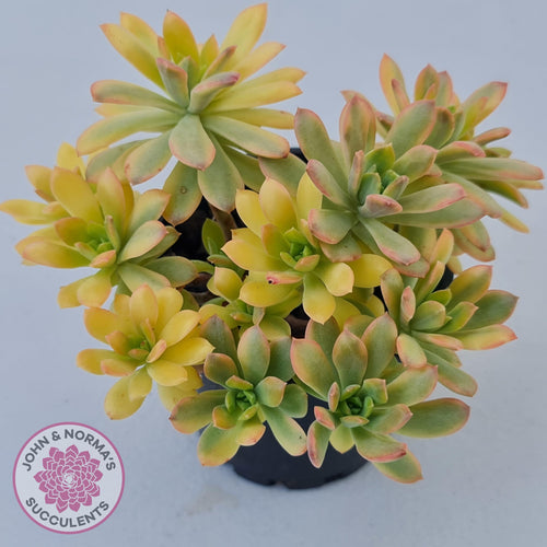 Echeveria Mini Bell Albo Variegata (Ricky Cho) - 100mm XL - John & Norma's Succulents