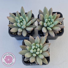 Load image into Gallery viewer, Pachyveria Angel&#39;s Finger (Red) - PKJ - John &amp; Norma&#39;s Succulents
