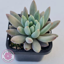 Load image into Gallery viewer, Pachyveria Angel&#39;s Finger (Red) - PKJ - John &amp; Norma&#39;s Succulents
