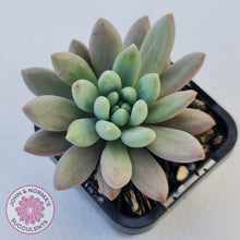 Load image into Gallery viewer, Pachyveria Angel&#39;s Finger (Red) - PKJ - John &amp; Norma&#39;s Succulents
