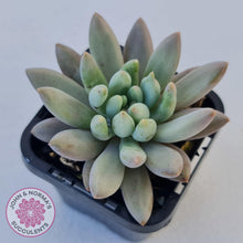 Load image into Gallery viewer, Pachyveria Angel&#39;s Finger (Red) - PKJ - John &amp; Norma&#39;s Succulents
