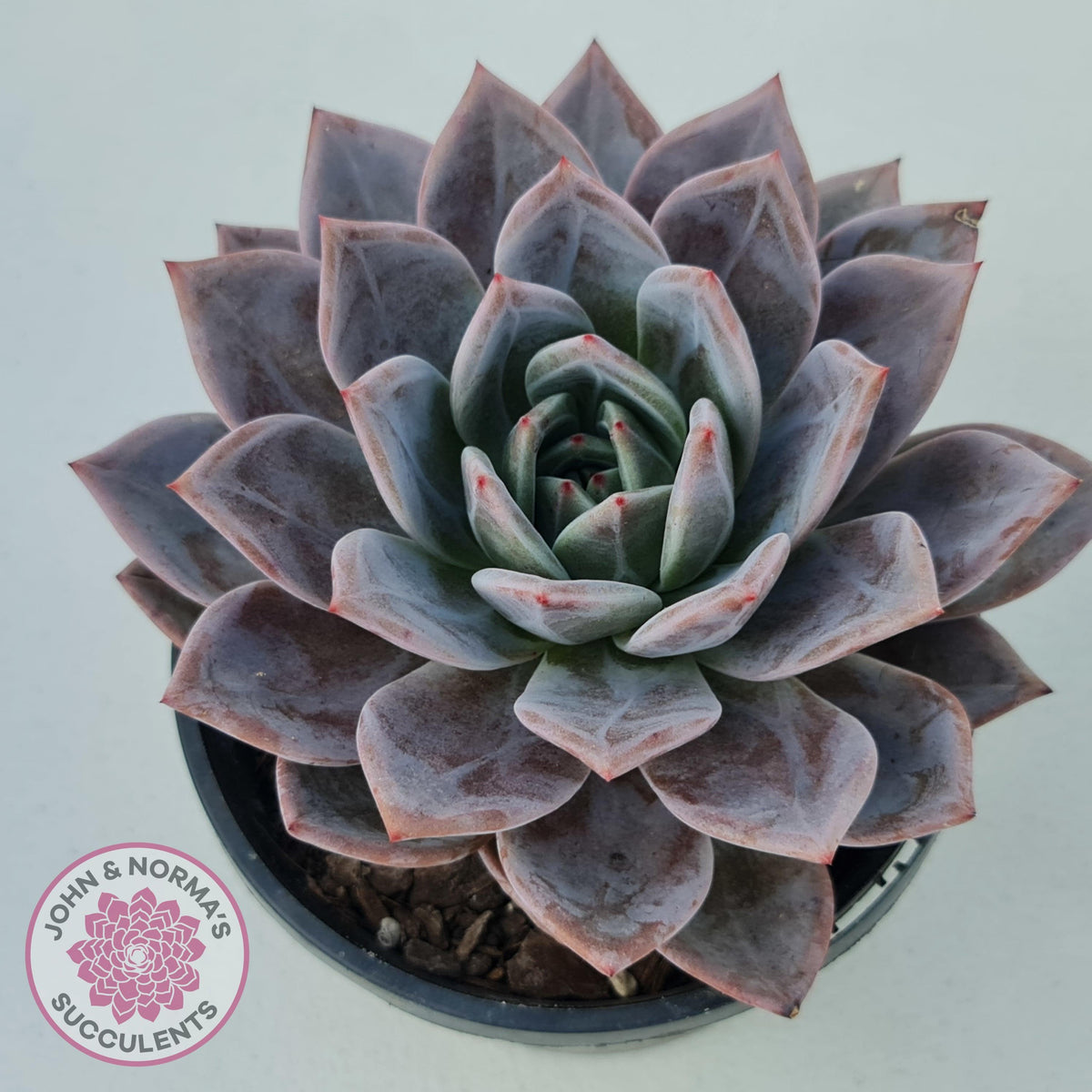 Echeveria Purple Champagne Cross - 125mm XL