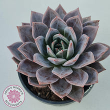 Load image into Gallery viewer, Echeveria Purple Champagne Cross - 125mm XL - John &amp; Norma&#39;s Succulents
