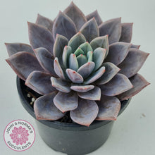 Load image into Gallery viewer, Echeveria Purple Champagne Cross - 125mm XL - John &amp; Norma&#39;s Succulents
