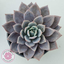 Load image into Gallery viewer, Echeveria Purple Champagne Cross - 125mm XL - John &amp; Norma&#39;s Succulents
