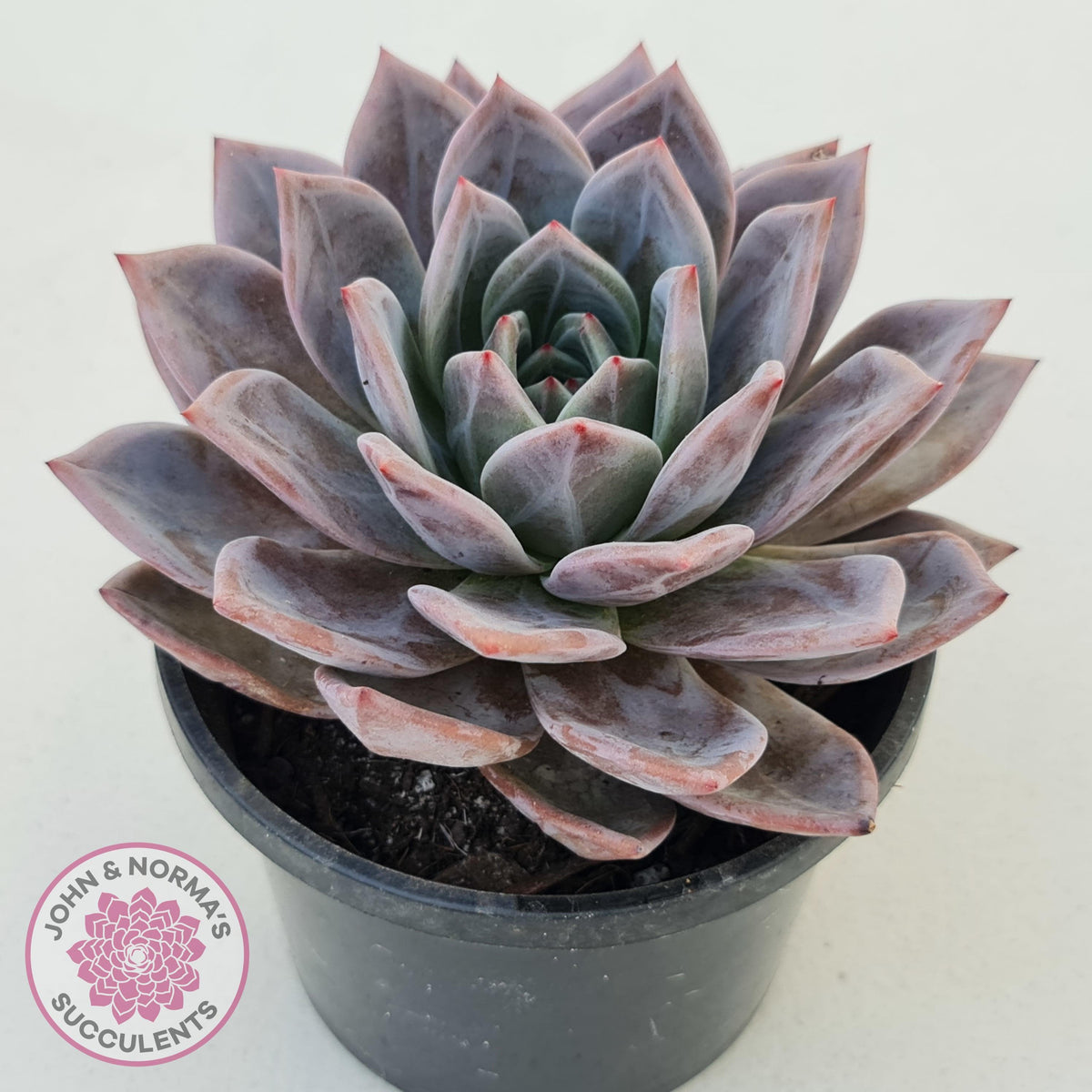 Echeveria Purple Champagne Cross - 125mm XL