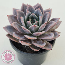 Load image into Gallery viewer, Echeveria Purple Champagne Cross - 125mm XL - John &amp; Norma&#39;s Succulents
