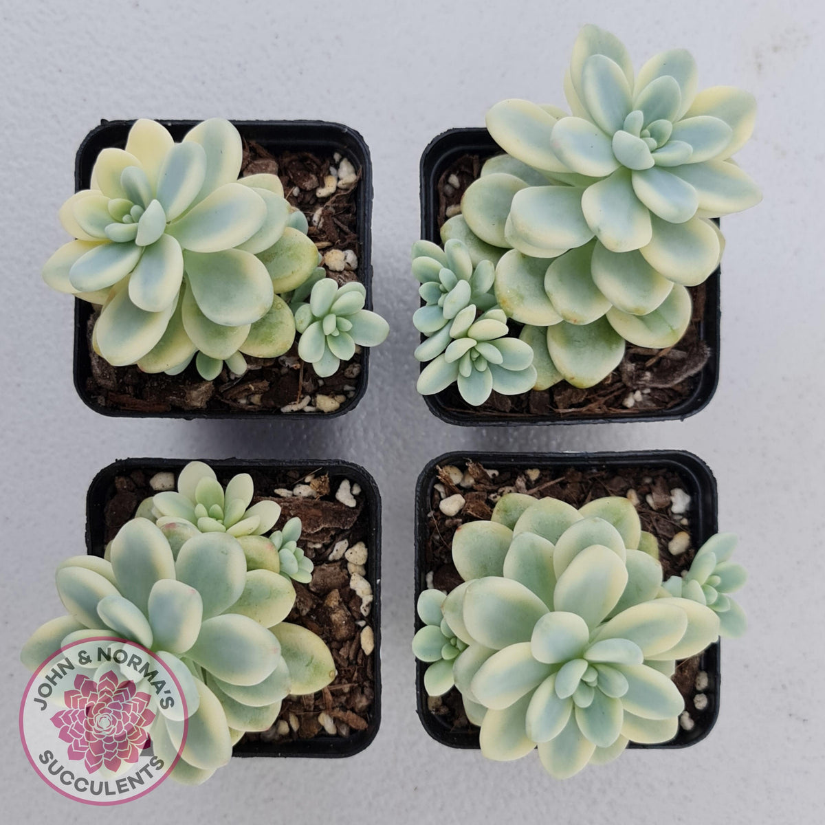 Sedum clavatum variegated (Multi)
