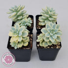 Sedum clavatum variegated (Multi)