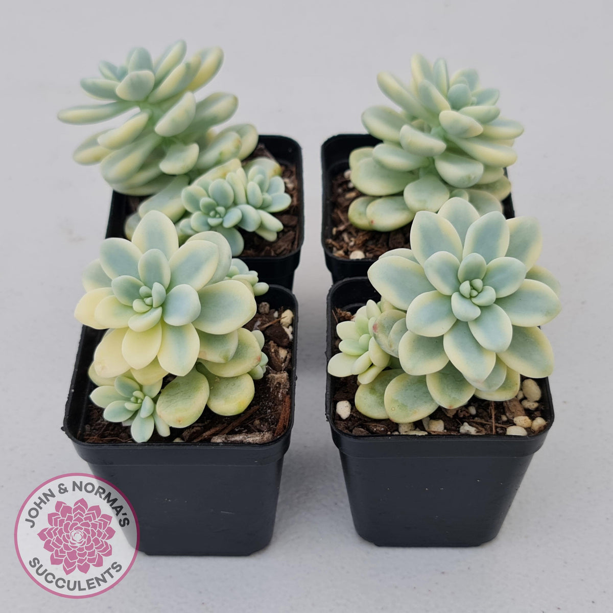 Sedum clavatum variegated (Multi)