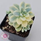 Sedum clavatum variegated (Multi)