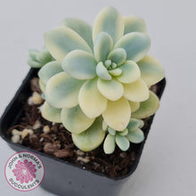 Load image into Gallery viewer, Sedum clavatum variegated - John &amp; Norma&#39;s Succulents
