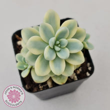 Load image into Gallery viewer, Sedum clavatum variegated - John &amp; Norma&#39;s Succulents
