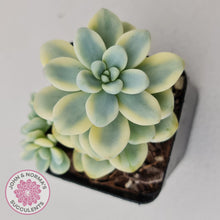 Load image into Gallery viewer, Sedum clavatum variegated - John &amp; Norma&#39;s Succulents
