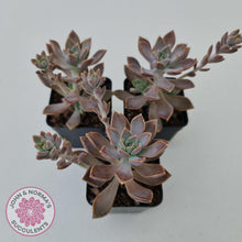 Load image into Gallery viewer, Graptoveria Bronzed Aussie - John &amp; Norma&#39;s Succulents
