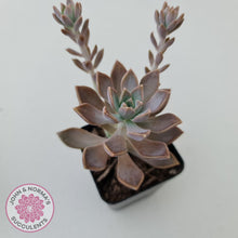 Load image into Gallery viewer, Graptoveria Bronzed Aussie - John &amp; Norma&#39;s Succulents
