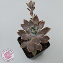 Load image into Gallery viewer, Graptoveria Bronzed Aussie - John &amp; Norma&#39;s Succulents
