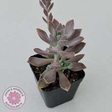 Load image into Gallery viewer, Graptoveria Bronzed Aussie - John &amp; Norma&#39;s Succulents
