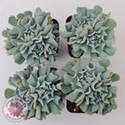 Echeveria Pinwheel Revolution