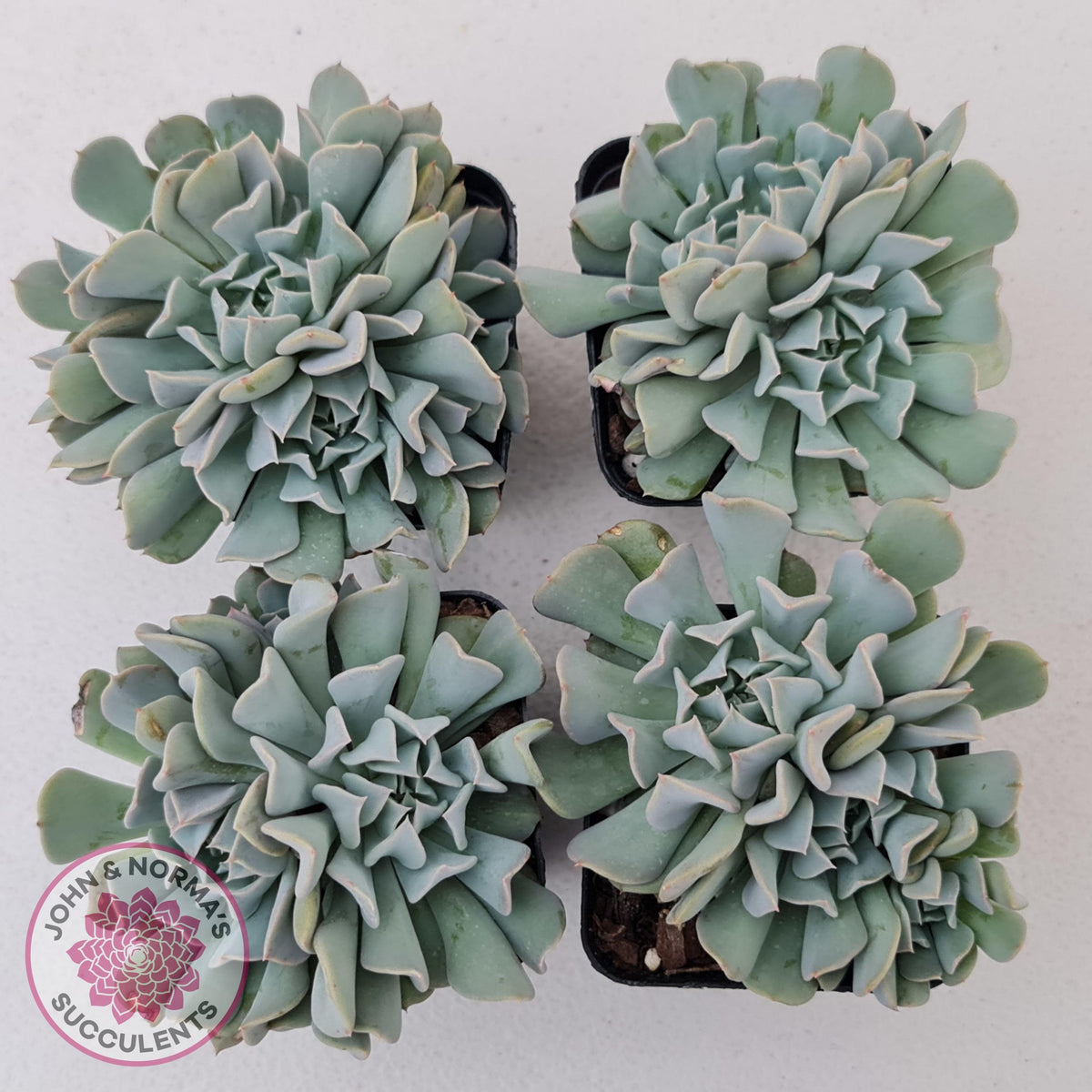 Echeveria Pinwheel Revolution
