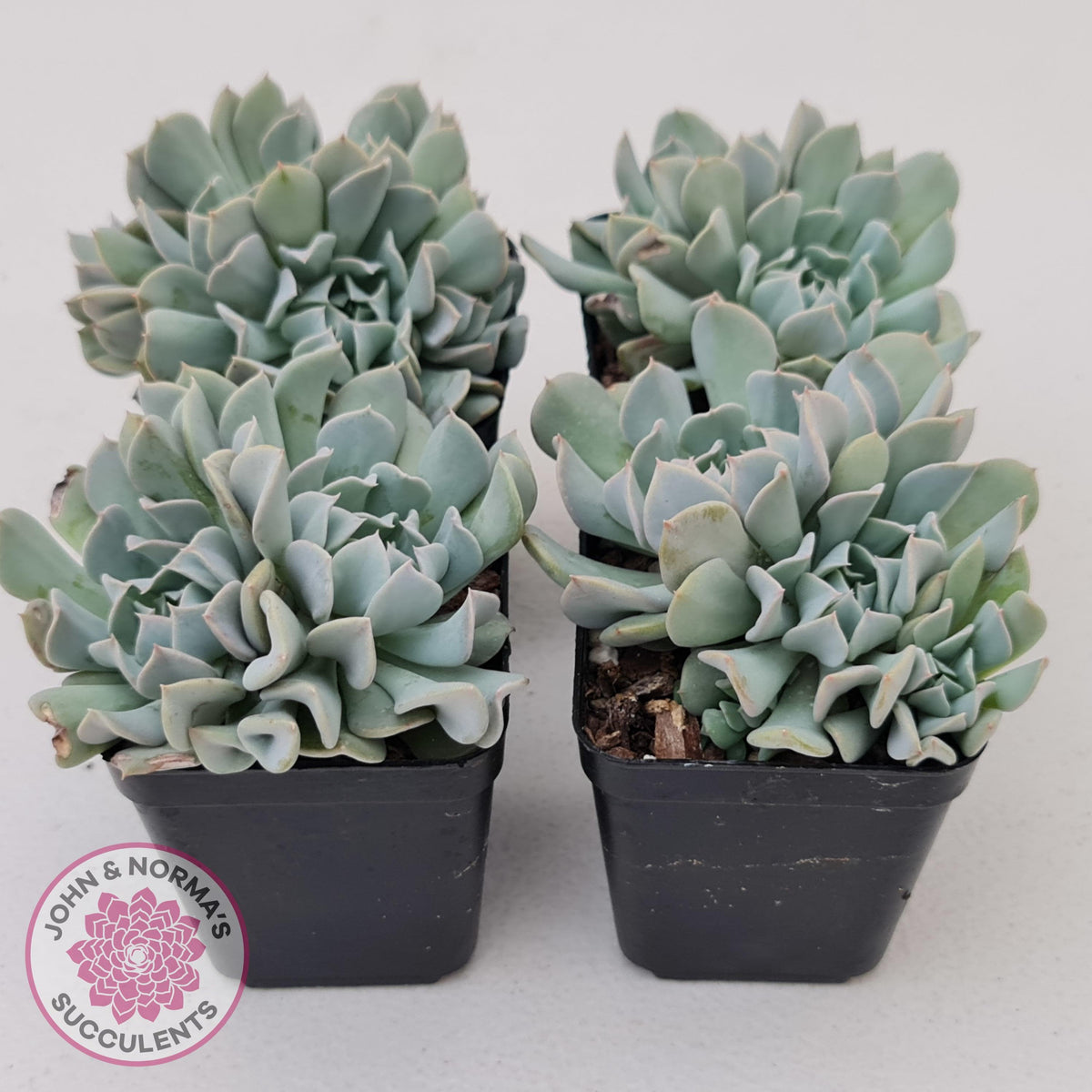 Echeveria Pinwheel Revolution