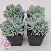 Load image into Gallery viewer, Echeveria Pinwheel Revolution - John &amp; Norma&#39;s Succulents
