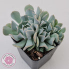 Echeveria Pinwheel Revolution