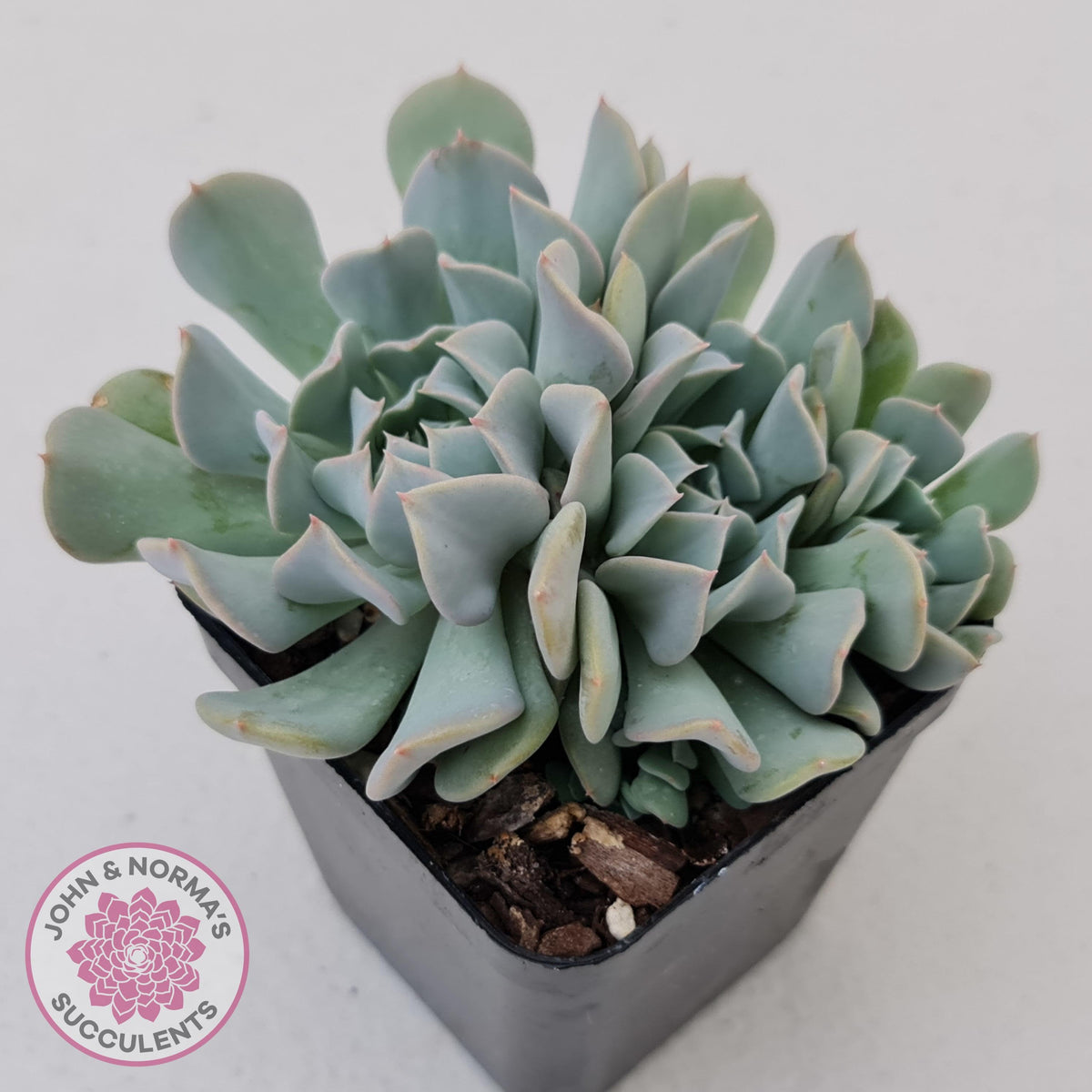 Echeveria Pinwheel Revolution