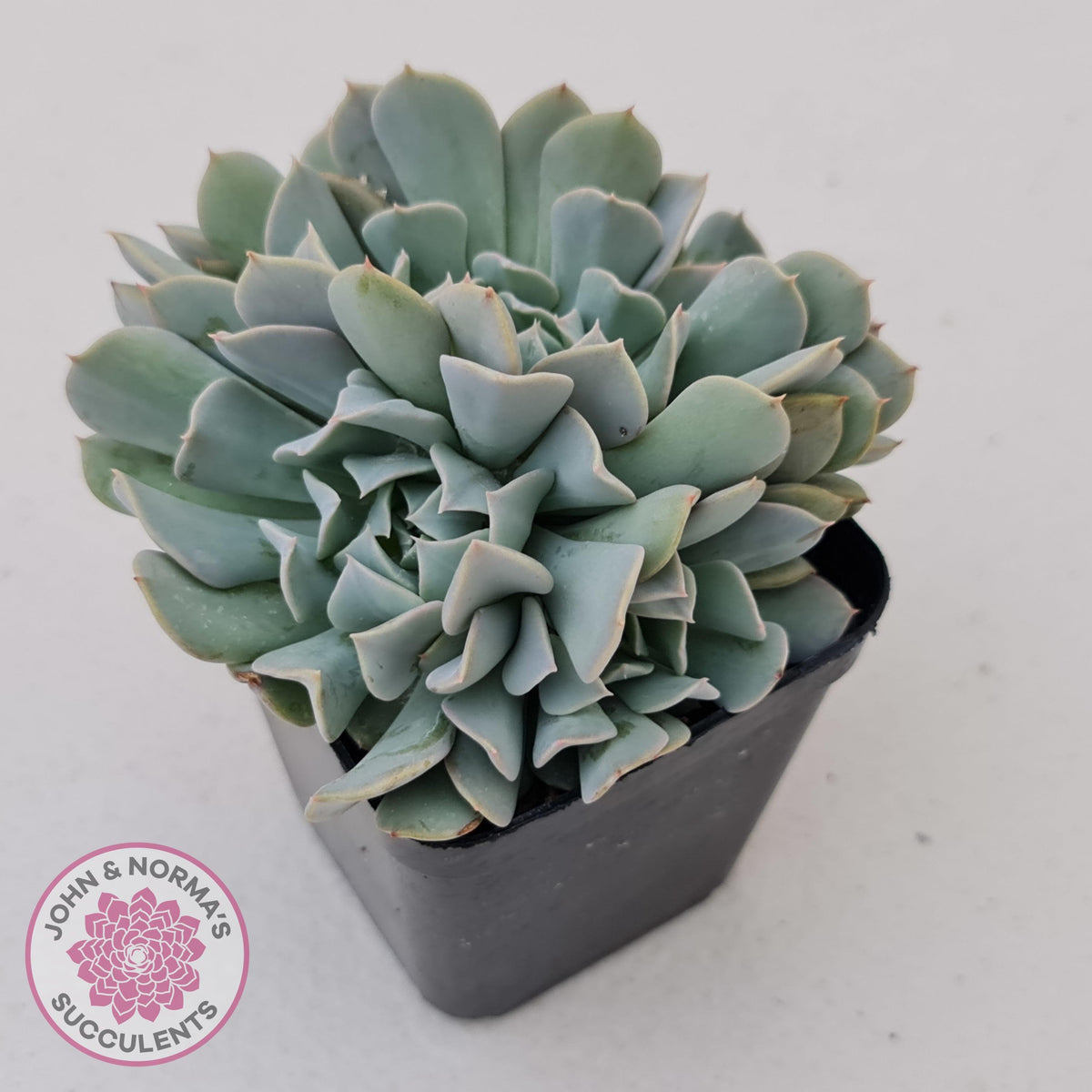 Echeveria Pinwheel Revolution