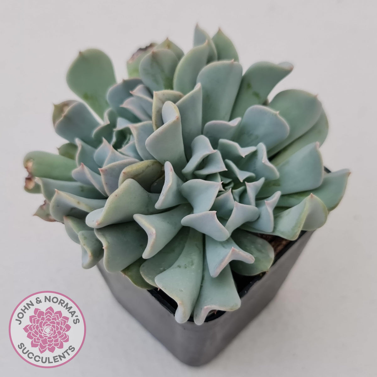 Echeveria Pinwheel Revolution