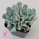Echeveria Pinwheel Revolution