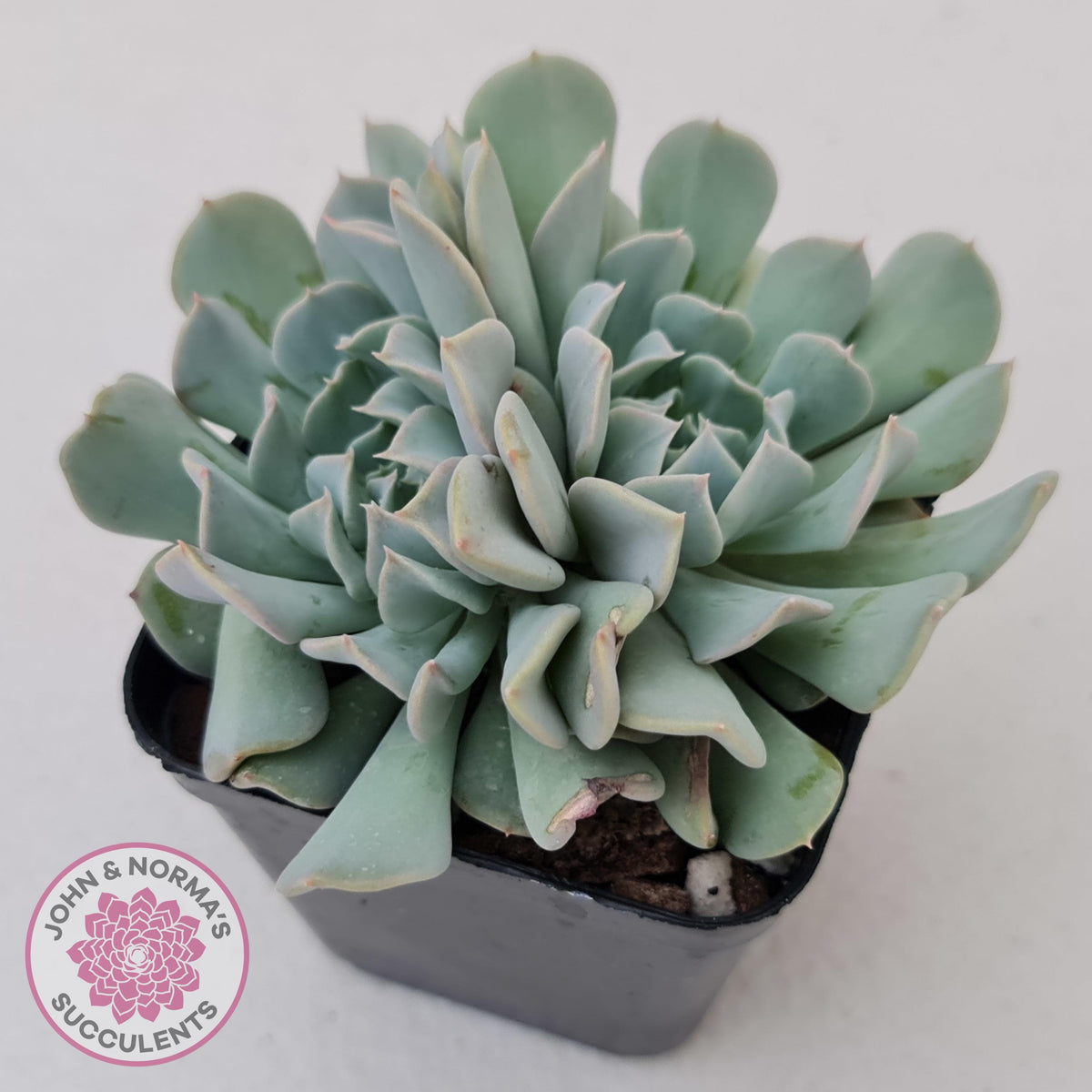 Echeveria Pinwheel Revolution