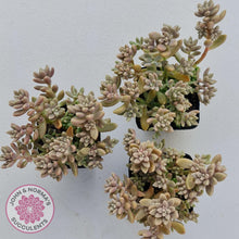 Load image into Gallery viewer, Graptopetalum mendozae &#39;Mirinae&#39; (miniature pink form) - John &amp; Norma&#39;s Succulents
