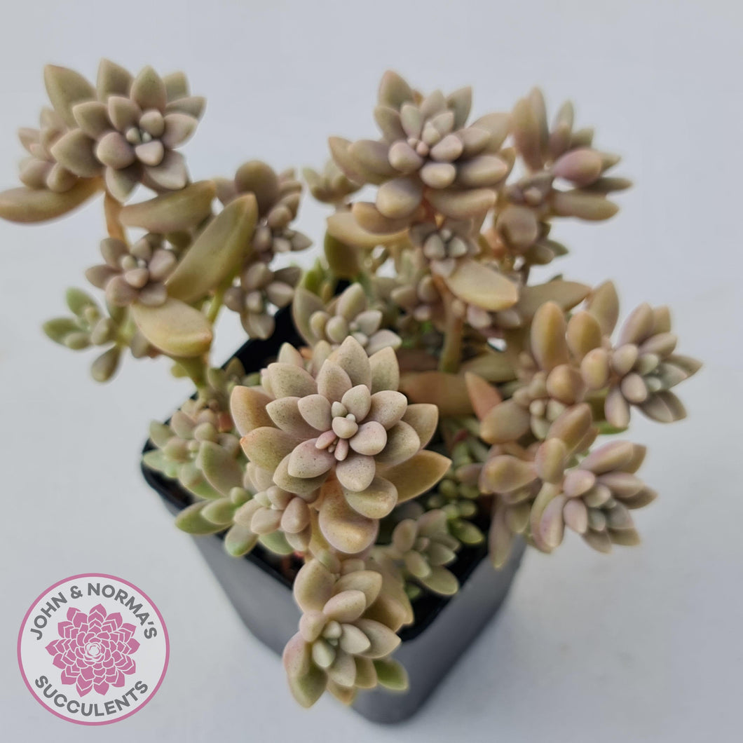 Graptopetalum mendozae 'Mirinae' (miniature pink form) - John & Norma's Succulents