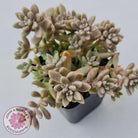 Graptopetalum mendozae 'Mirinae' (miniature pink form)