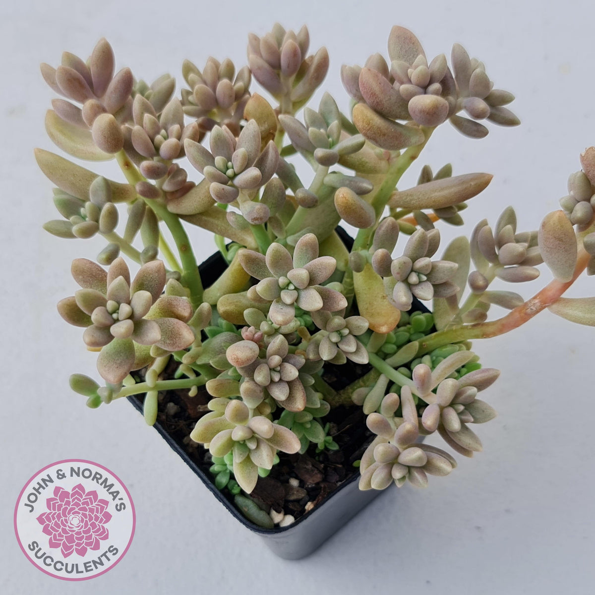 Graptopetalum mendozae 'Mirinae' (miniature pink form)