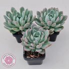 Pachyveria scheideckeri