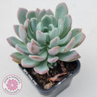 Pachyveria scheideckeri