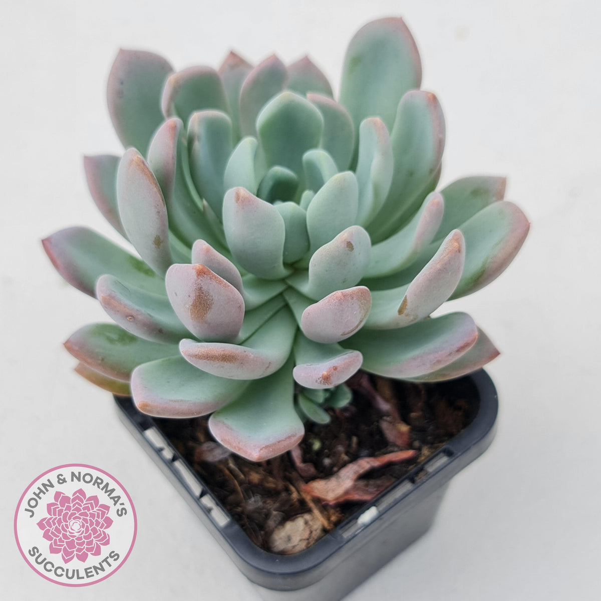 Pachyveria scheideckeri